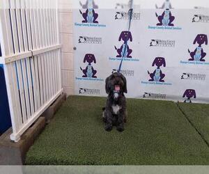Shih Tzu-Unknown Mix Dogs for adoption in Orlando, FL, USA