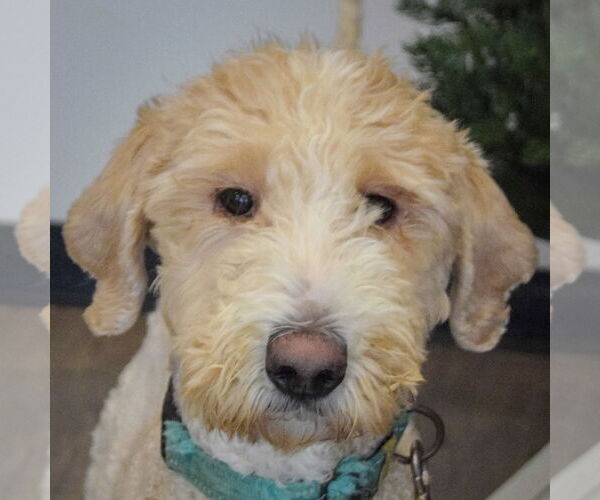 Medium Photo #1 Mutt Puppy For Sale in Huntley, IL, USA