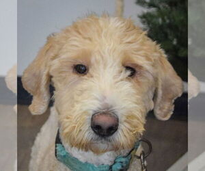 Mutt Dogs for adoption in Huntley, IL, USA