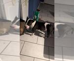Small Bull Terrier Mix