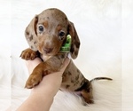 Small #6 Dachshund