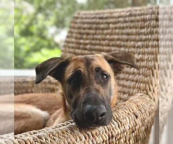 Medium Photo #21 German Shepherd Dog-Unknown Mix Puppy For Sale in Boonton, NJ, USA