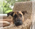 Small #20 German Shepherd Dog Mix