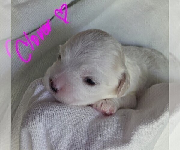 Medium Photo #5 Maltipoo Puppy For Sale in BREMERTON, WA, USA