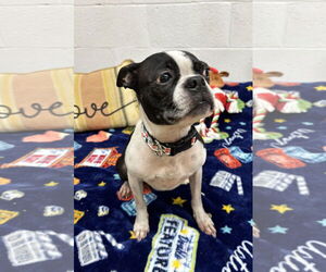 Boston Terrier Dogs for adoption in York, SC, USA