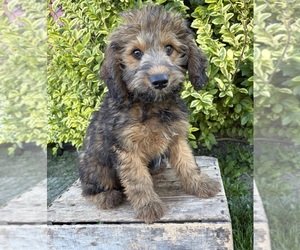 Whoodle (Miniature) Puppy for sale in MIDDLEBURY, IN, USA
