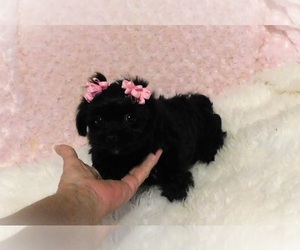 Shorkie Tzu Puppy for sale in WARRENSBURG, MO, USA