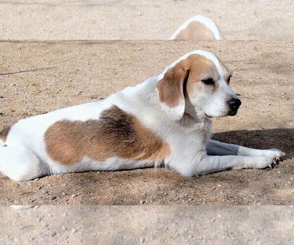 Medium Photo #2 Beagle Puppy For Sale in Apple Valley, CA, USA