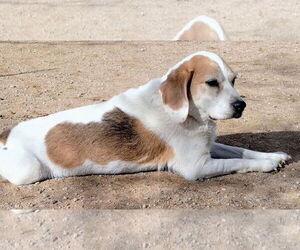 Beagle Dogs for adoption in Apple Valley, CA, USA