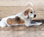 Small #1 Beagle
