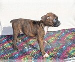 Small Photo #6 Boxer Puppy For Sale in BLOOMINGTON, IN, USA