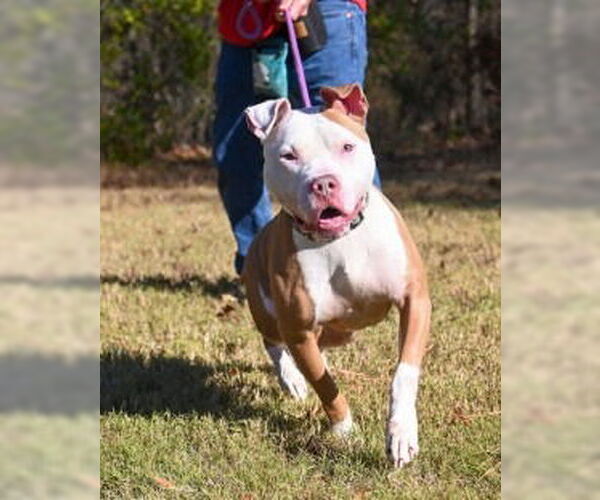 Medium Photo #4 Mutt Puppy For Sale in Glen Allen, VA, USA