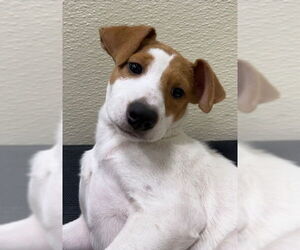 Jack Chi Dogs for adoption in Jefferson, NJ, USA
