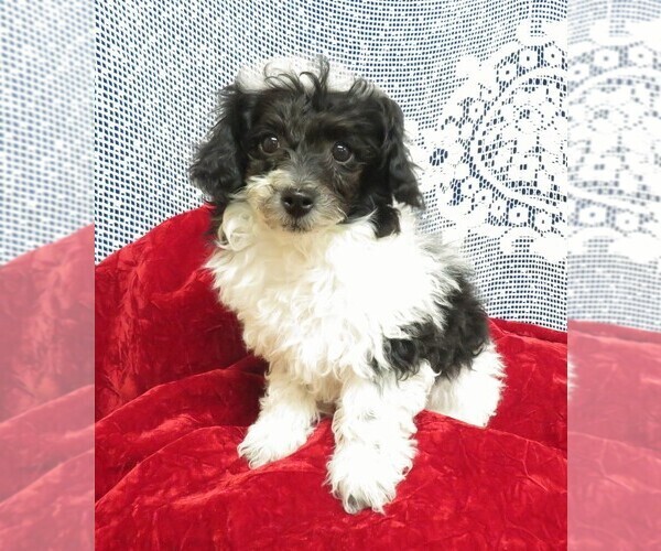 Medium Photo #3 Poodle (Toy) Puppy For Sale in HARTVILLE, MO, USA