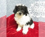 Small Photo #3 Poodle (Toy) Puppy For Sale in HARTVILLE, MO, USA