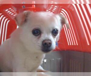 Chihuahua Dogs for adoption in St. Cloud, FL, USA