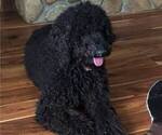 Small Photo #1 Labradoodle Puppy For Sale in TRIMBLE, MO, USA