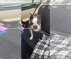 Boston Terrier Dogs for adoption in Little Elm, TX, USA