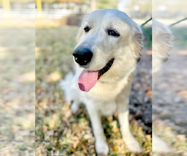 Medium Photo #10 Great Pyrenees Puppy For Sale in Spring, TX, USA