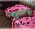Small Photo #3 Great Dane Puppy For Sale in CLAYTON, NC, USA