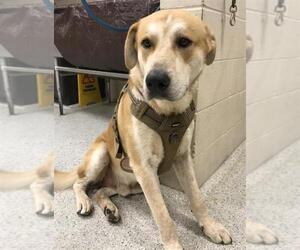Labrenees Dogs for adoption in Conroe, TX, USA