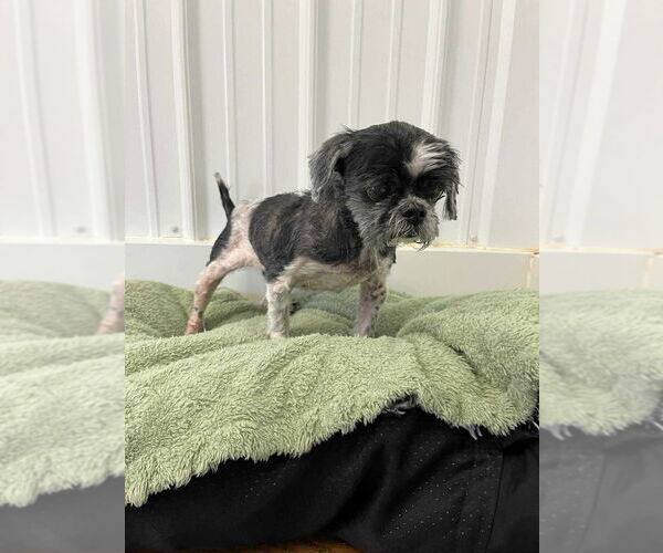 Medium Photo #2 Shih Tzu Puppy For Sale in Osgood, IN, USA