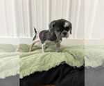 Small #1 Shih Tzu