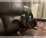 Small #2 Great Dane