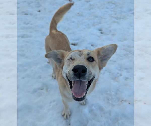 Medium Photo #2 Golden Retriever-Unknown Mix Puppy For Sale in Brooklyn Center, MN, USA