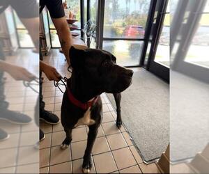 Mutt Dogs for adoption in Burbank, CA, USA