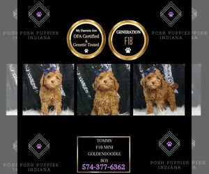 Goldendoodle (Miniature) Puppy for sale in WARSAW, IN, USA