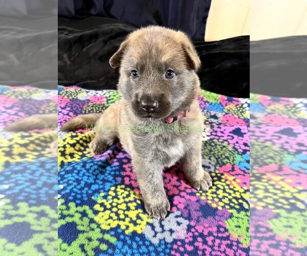 Medium Photo #4 German Shepherd Dog Puppy For Sale in PIEDMONT, MO, USA