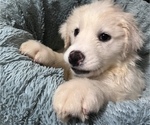 Small Photo #1 Great Pyrenees Puppy For Sale in SAVANNAH, GA, USA
