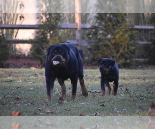 Medium Photo #12 Rottweiler Puppy For Sale in VONORE, TN, USA