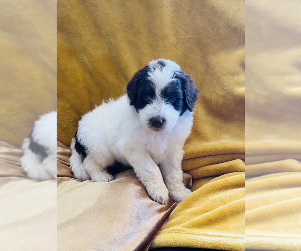Medium Photo #3 Aussiedoodle Puppy For Sale in CHANDLER HEIGHTS, AZ, USA