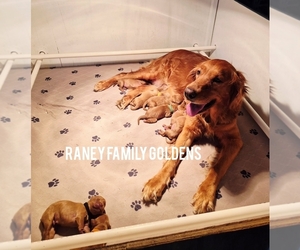 Golden Retriever Puppy for sale in LABADIE, MO, USA
