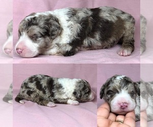 Aussiedoodle Puppy for sale in BROOKER, FL, USA