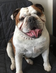 Mother of the Bulldog puppies born on 07/23/2018