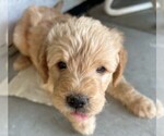 Small #3 Labradoodle