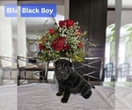 Puppy Black Boy Chinese Shar-Pei