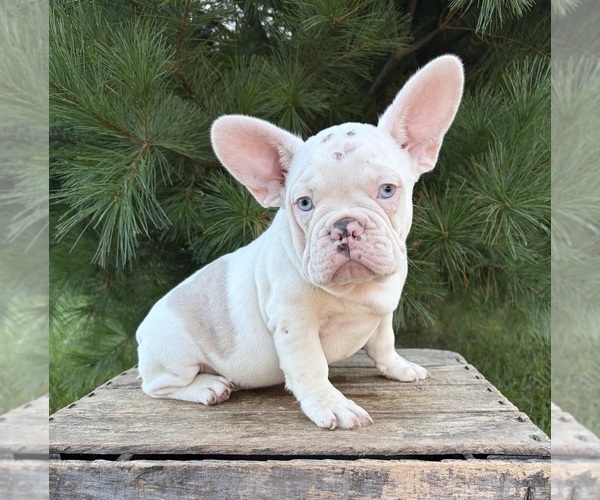 Medium Photo #3 French Bulldog Puppy For Sale in MIDDLEBURY, IN, USA