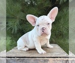 Small #2 French Bulldog