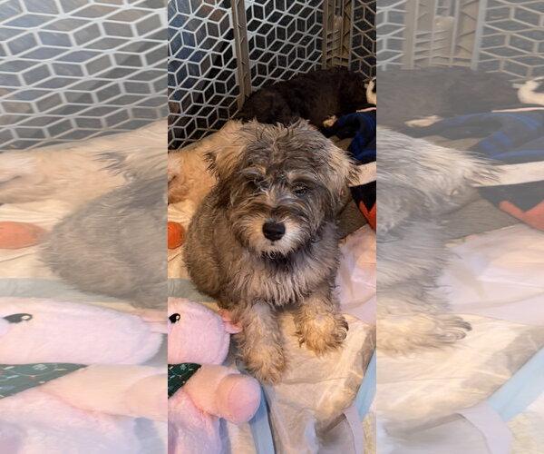 Medium Photo #1 - Mix Puppy For Sale in Wheaton, IL, USA