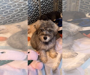 - Mix Dogs for adoption in Wheaton, IL, USA