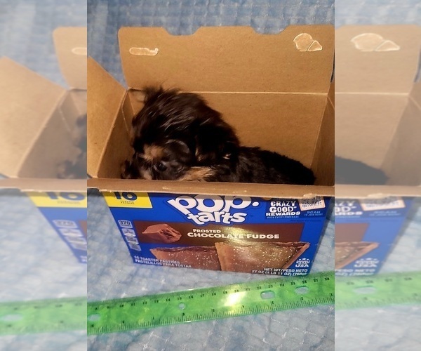 Medium Photo #7 Yorkshire Terrier Puppy For Sale in AKRON, OH, USA