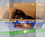 Small Photo #234 Yorkshire Terrier Puppy For Sale in AKRON, OH, USA
