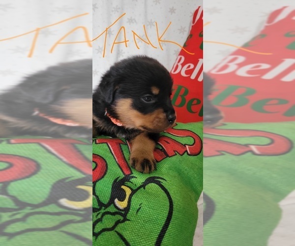 Medium Photo #5 Rottweiler Puppy For Sale in GENEVA, NY, USA