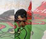 Small #4 Rottweiler