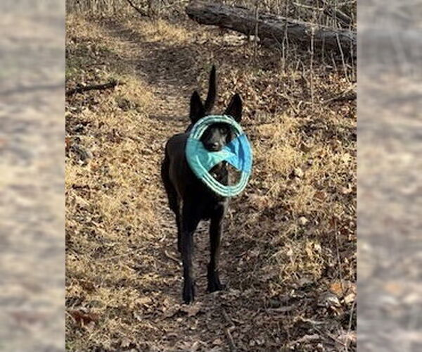 Medium Photo #2 Mutt Puppy For Sale in Stevens Point, WI, USA