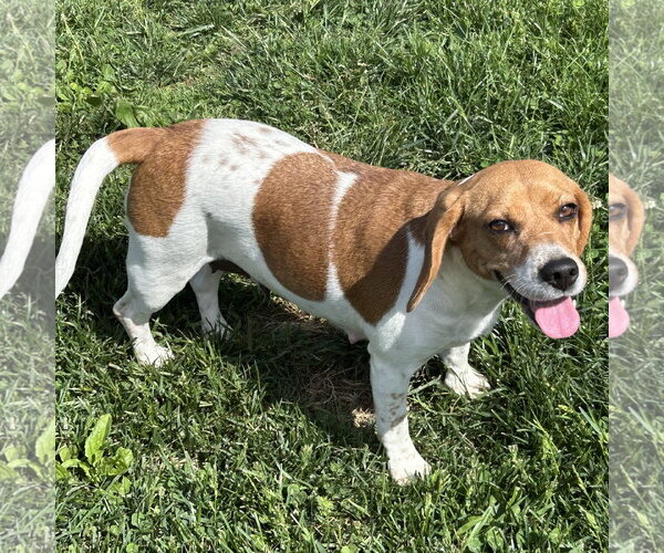 Medium Photo #3 Beagle Puppy For Sale in Batavia, OH, USA